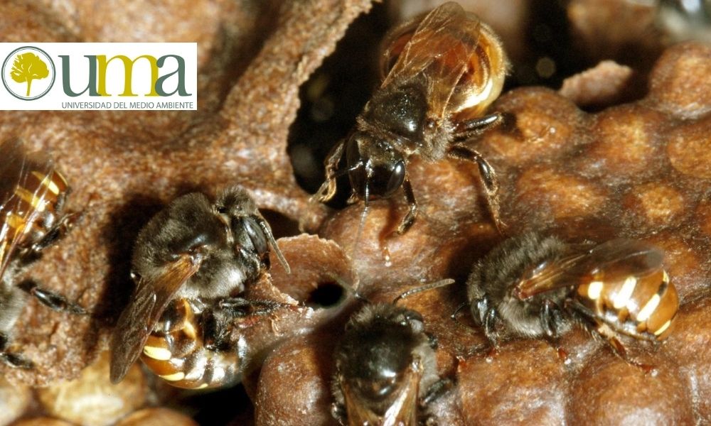 Los meliponinos, las abejas sin aguijón