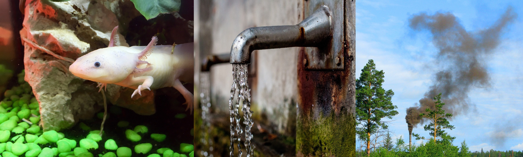 Proyectos de la Maestría en Derecho Ambiental y Política Pública