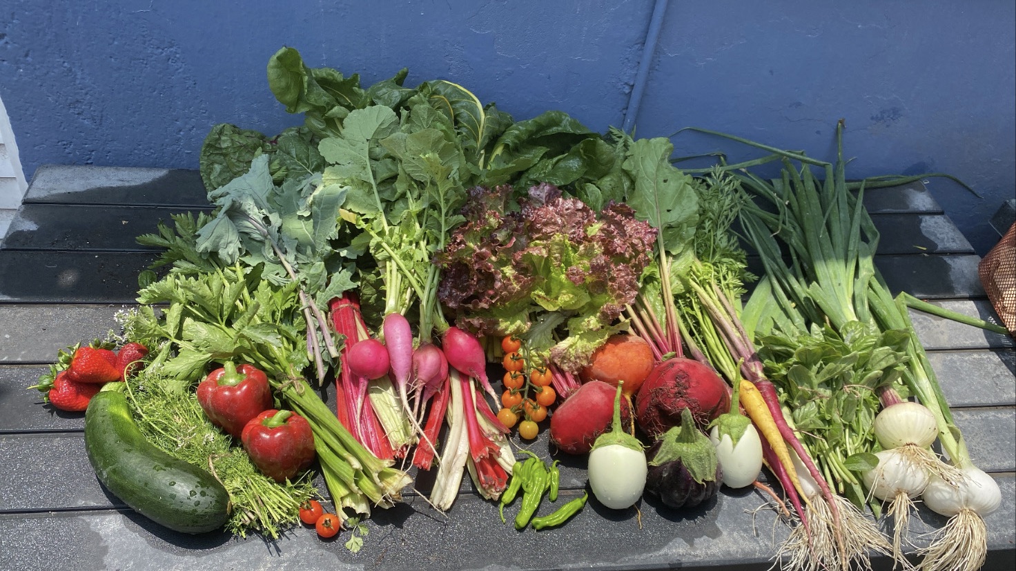 Agroecología en la ciudad: una forma vida posible y necesaria