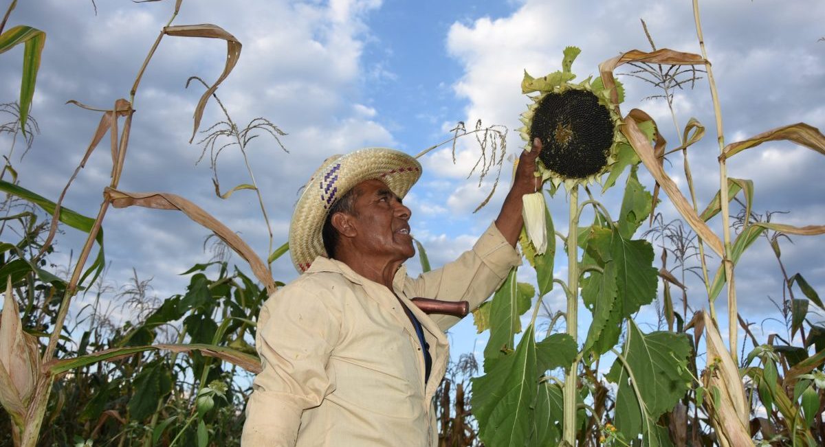 La descarbonización del sector agrícola en México